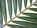 Calamus longipinna close up bladsteel + aanzet bladsegmenten.jpg