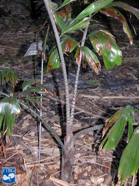 Bestand:Caryota ophiopellis stam.jpg
