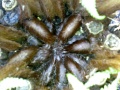 Dicksonia antarctica uitvouwen bladeren 17van20.jpg