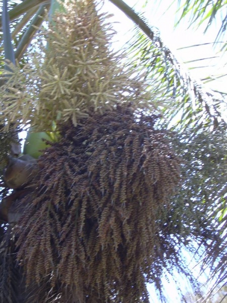Bestand:Roystonea regia vruchten.jpg