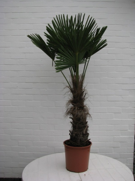 Bestand:Trachycarpus wagnerianus 21.JPG
