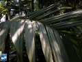 Areca vestiaria blad (2).jpg