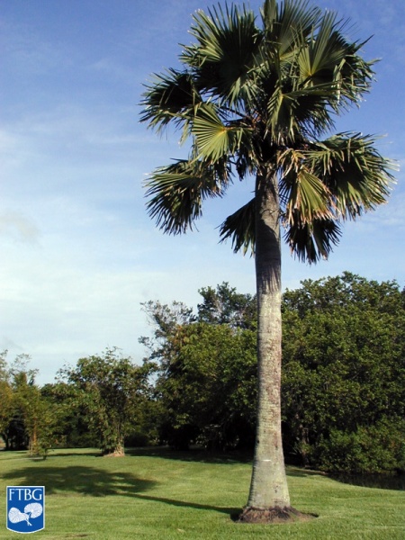 Bestand:Borassus aethiopum palmboom (2).jpg