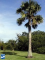 Borassus aethiopum palmboom (2).jpg