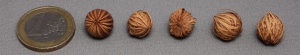 Archontophoenix alexandrae.jpg