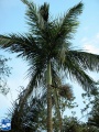 Bentinckia nicobarica palmboom.jpg