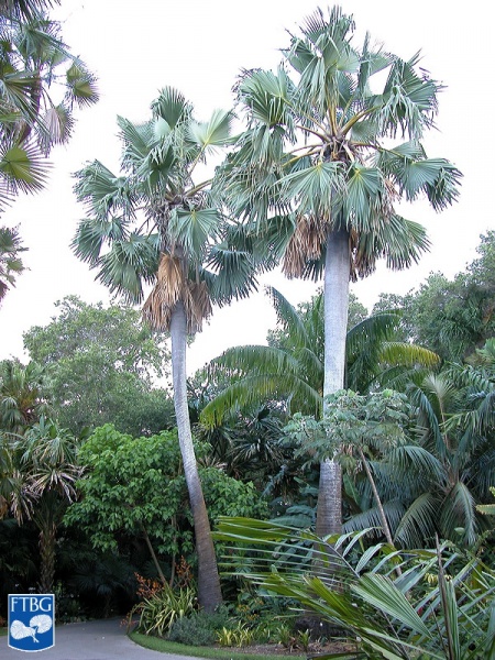 Bestand:Borassus aethiopum palmbomen.jpg