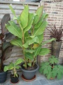 Canna musafolia.jpg