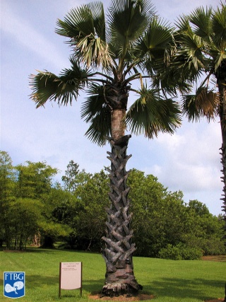 Borassus flabellifer L. x B. aethiopum palmboom.jpg