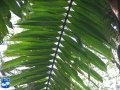 Aiphanes minima (Macaw palm) blad.jpg