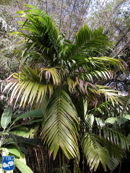 Bestand:Areca triandra palmboom (3).jpg