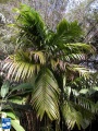 Areca triandra palmboom (3).jpg