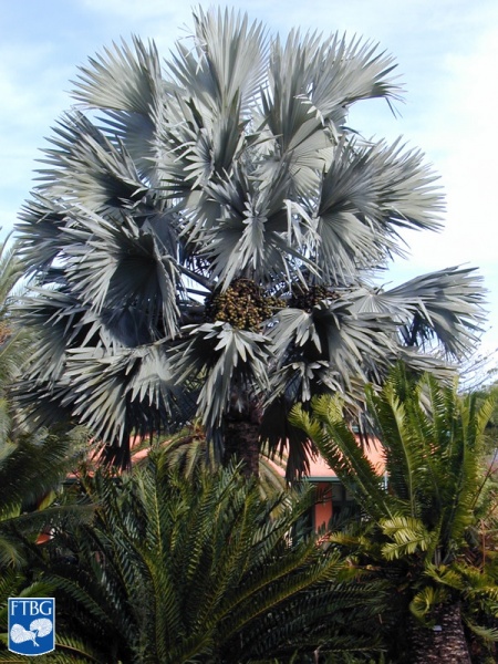 Bestand:Bismarckia nobilis palmboom (2).jpg
