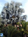 Bismarckia nobilis palmboom (2).jpg