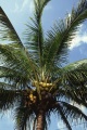 Cocos nucifera kokosnoten.jpg
