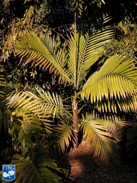 Bestand:Burretiokentia hapala palmboom.jpg