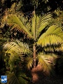 Burretiokentia hapala palmboom.jpg