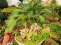 Cycas clivolia palmvaren 3.jpg