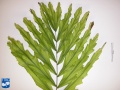 Arenga undulatifolia blad (2).jpg