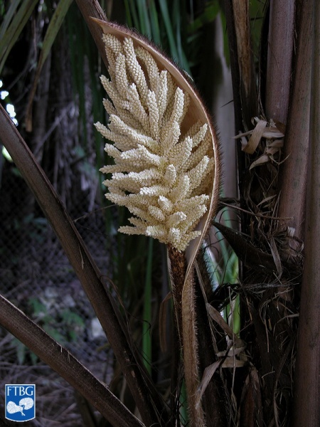 Bestand:Astrocaryum alatum bloem.jpg