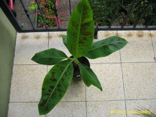 Musa grand nain bananenplant.jpg