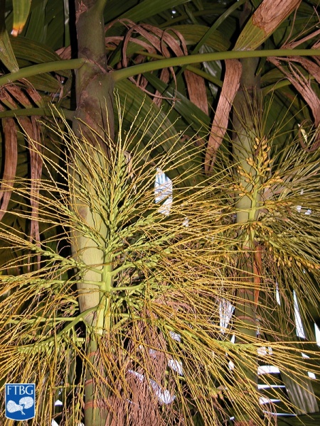 Bestand:Areca triandra vruchtzetting (2).jpg
