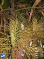 Areca triandra vruchtzetting (2).jpg