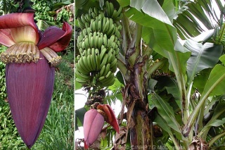 Musa (AAA group) (Cavendish Banana).jpg