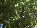 Caryota rumphiana (Vissestaartpalm) bladeren (2).jpg