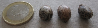 Ricinus zanzibarensis.jpg