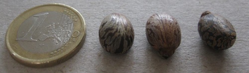 Ricinus zanzibarensis.jpg