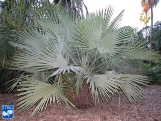 Brahea aculeata palm.jpg