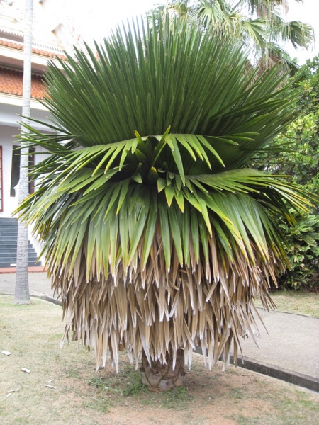 Bestand:Copernicia macroglossa 001.JPEG