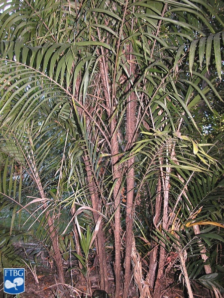 Bestand:Bactris major palmboom.jpg
