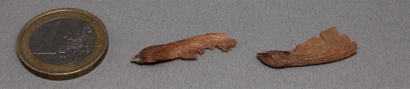 Bestand:Acer rubra.jpg