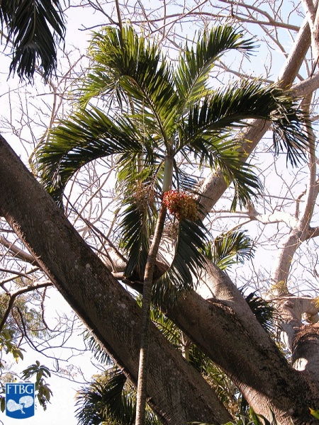 Bestand:Adonidia merrillii (Manila palm) bloei met vruchten.jpg