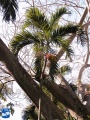 Adonidia merrillii (Manila palm) bloei met vruchten.jpg