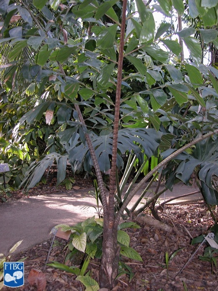 Bestand:Caryota ophiopellis palm.jpg