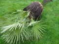 Chamaerops Humilis Wortels4.JPG