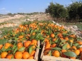 Orange Crop Kufr Jammal.jpg