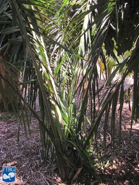 Bestand:Attalea amygdalina palmboom.jpg