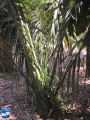 Attalea amygdalina palmboom.jpg