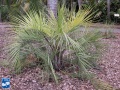 Butia capitata (Geleipalm) palmboom (2).jpg