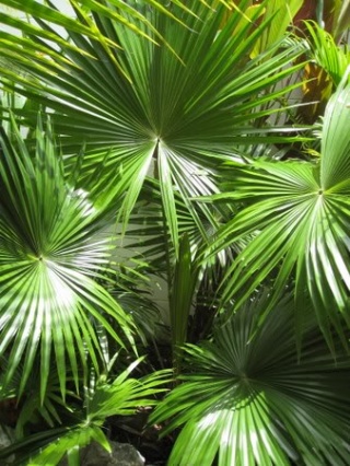 IMG 1517.jpg