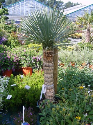 Yucca Rostrata.jpg