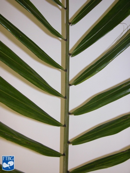 Bestand:Arenga microcarpa blad (5).jpg