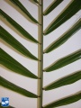 Arenga microcarpa blad (5).jpg