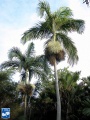 Bentinckia nicobarica palmbomen.jpg