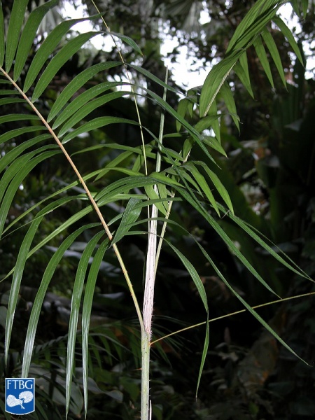 Bestand:Calamus longipinna palmboom (2).jpg