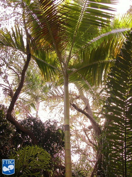 Bestand:Actinorhytis calapparia (Calappa palm) palmboom (2).jpg